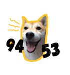Dog Diary : First（個別スタンプ：23）