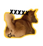 Dog Diary : First（個別スタンプ：24）