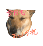 ワンワンスタンプ。（個別スタンプ：5）