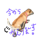 ワンワンスタンプ。（個別スタンプ：8）