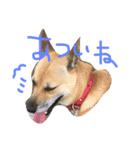 ワンワンスタンプ。（個別スタンプ：9）