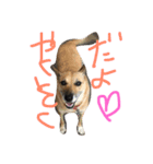 ワンワンスタンプ。（個別スタンプ：10）