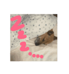 ワンワンスタンプ。（個別スタンプ：14）