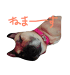 ワンワンスタンプ。（個別スタンプ：16）