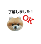 ポメプー犬（個別スタンプ：1）