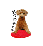 ポメプー犬（個別スタンプ：2）