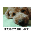 ポメプー犬（個別スタンプ：3）