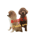 ポメプー犬（個別スタンプ：4）