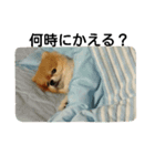 ポメプー犬（個別スタンプ：5）