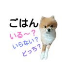 ポメプー犬（個別スタンプ：6）