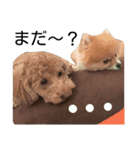 ポメプー犬（個別スタンプ：7）