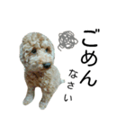 ポメプー犬（個別スタンプ：8）