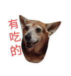 happy daidai（個別スタンプ：2）