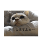 コーギーとスコティッシュフォールド（個別スタンプ：3）