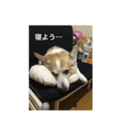 コーギーとスコティッシュフォールド（個別スタンプ：6）