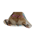 コーギーとスコティッシュフォールド（個別スタンプ：8）