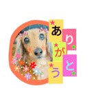 クルミとチャビ②（個別スタンプ：8）