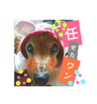 クルミとチャビ②（個別スタンプ：10）