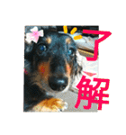 クルミとチャビ②（個別スタンプ：13）