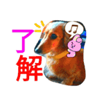 クルミとチャビ②（個別スタンプ：14）