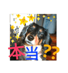 クルミとチャビ②（個別スタンプ：15）