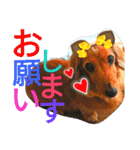 クルミとチャビ②（個別スタンプ：20）