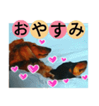 クルミとチャビ②（個別スタンプ：21）