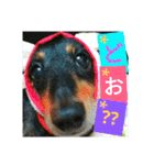クルミとチャビ②（個別スタンプ：31）