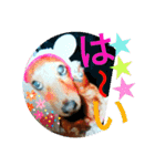 クルミとチャビ②（個別スタンプ：34）