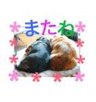 クルミとチャビ②（個別スタンプ：40）