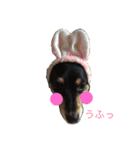 ある日のロイくん（個別スタンプ：2）