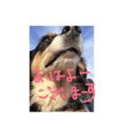 ある日のロイくん（個別スタンプ：8）
