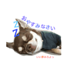 とむち（個別スタンプ：1）
