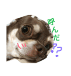 とむち（個別スタンプ：3）