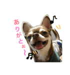 とむち（個別スタンプ：4）