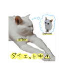 我が家の動物達！（個別スタンプ：15）