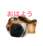 パルの生活（個別スタンプ：2）