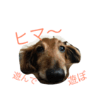 パルの生活（個別スタンプ：3）