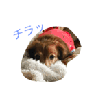 パルの生活（個別スタンプ：9）