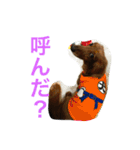 パルの生活（個別スタンプ：19）