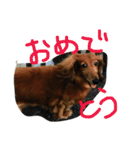 パルの生活（個別スタンプ：23）