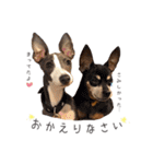 Lovely Pet Dogs 2（個別スタンプ：1）