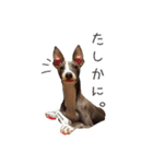 Lovely Pet Dogs 2（個別スタンプ：2）