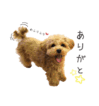 Lovely Pet Dogs 2（個別スタンプ：5）