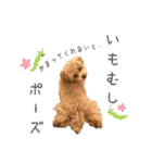 Lovely Pet Dogs 2（個別スタンプ：6）