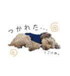 Lovely Pet Dogs 2（個別スタンプ：7）