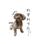 Lovely Pet Dogs 2（個別スタンプ：8）
