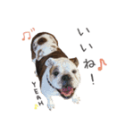 Lovely Pet Dogs 2（個別スタンプ：11）