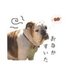 Lovely Pet Dogs 2（個別スタンプ：12）