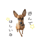 Lovely Pet Dogs 2（個別スタンプ：13）